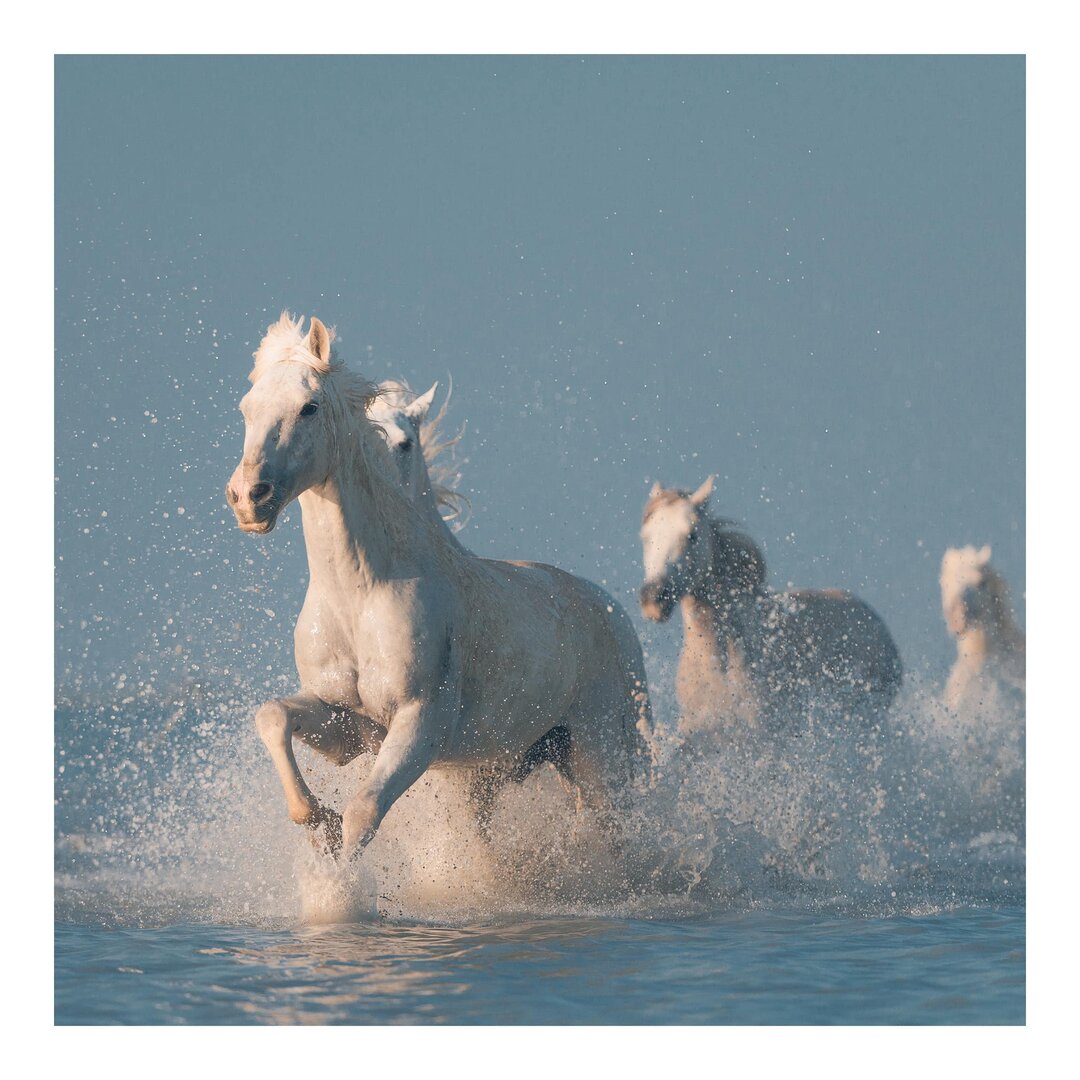 Tapete Herd of White Horses