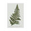 Fern Fernandes II par Carol Robinson, impression sur toile tendue-55904075