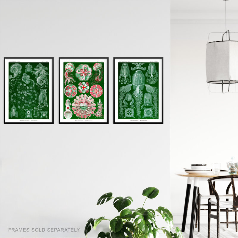 Jellyfish Green Pink Haeckel Vintage Illustrations Marine - 3 Piece No Frame Print Set, 29.7cm H x 21cm W x 0.4cm D