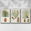 Antique Pine Cones II - 3 pièces, impression sur toile-97759062-97759064