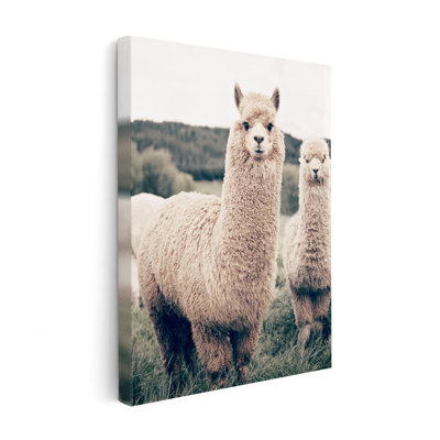 Alpaca