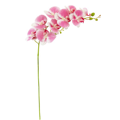 Orchid Arrangement