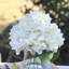 Arrangement de hortensia en vase-1487296949