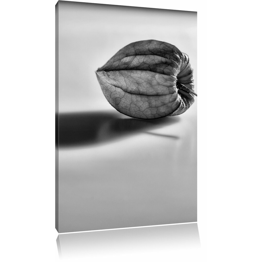 Leinwandbild Kleine Physalis in Monochrom