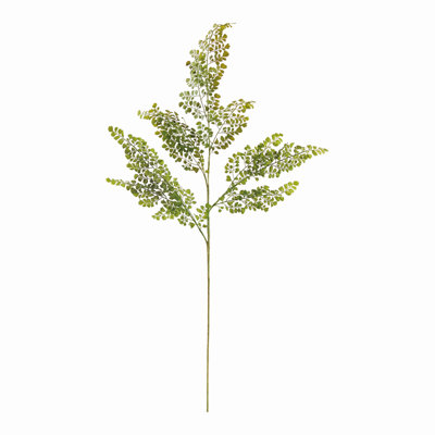 MAIDENHAIR FERN STEM