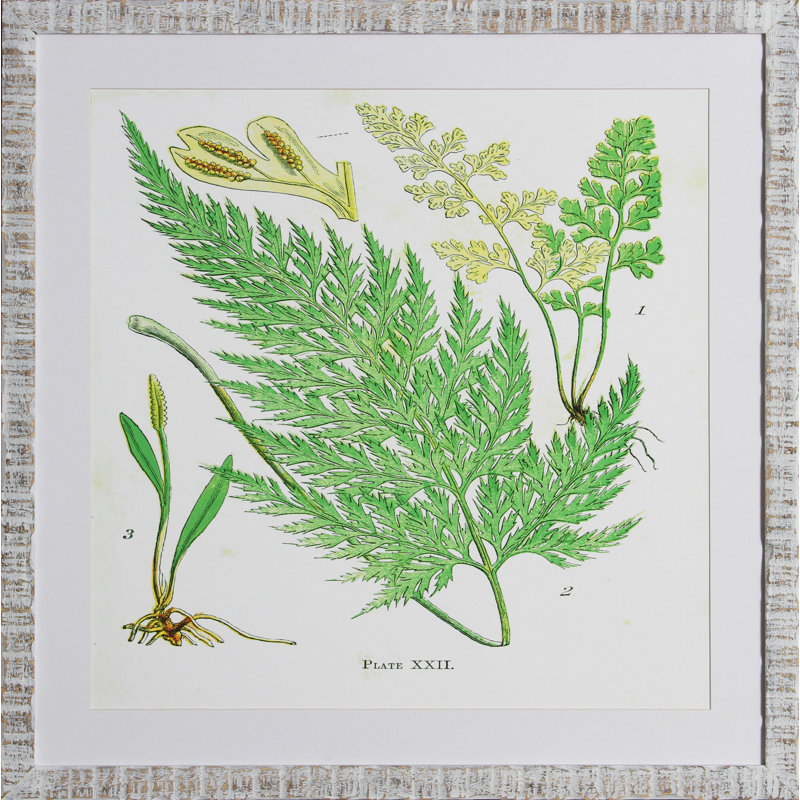 Brilliant Fern V Print