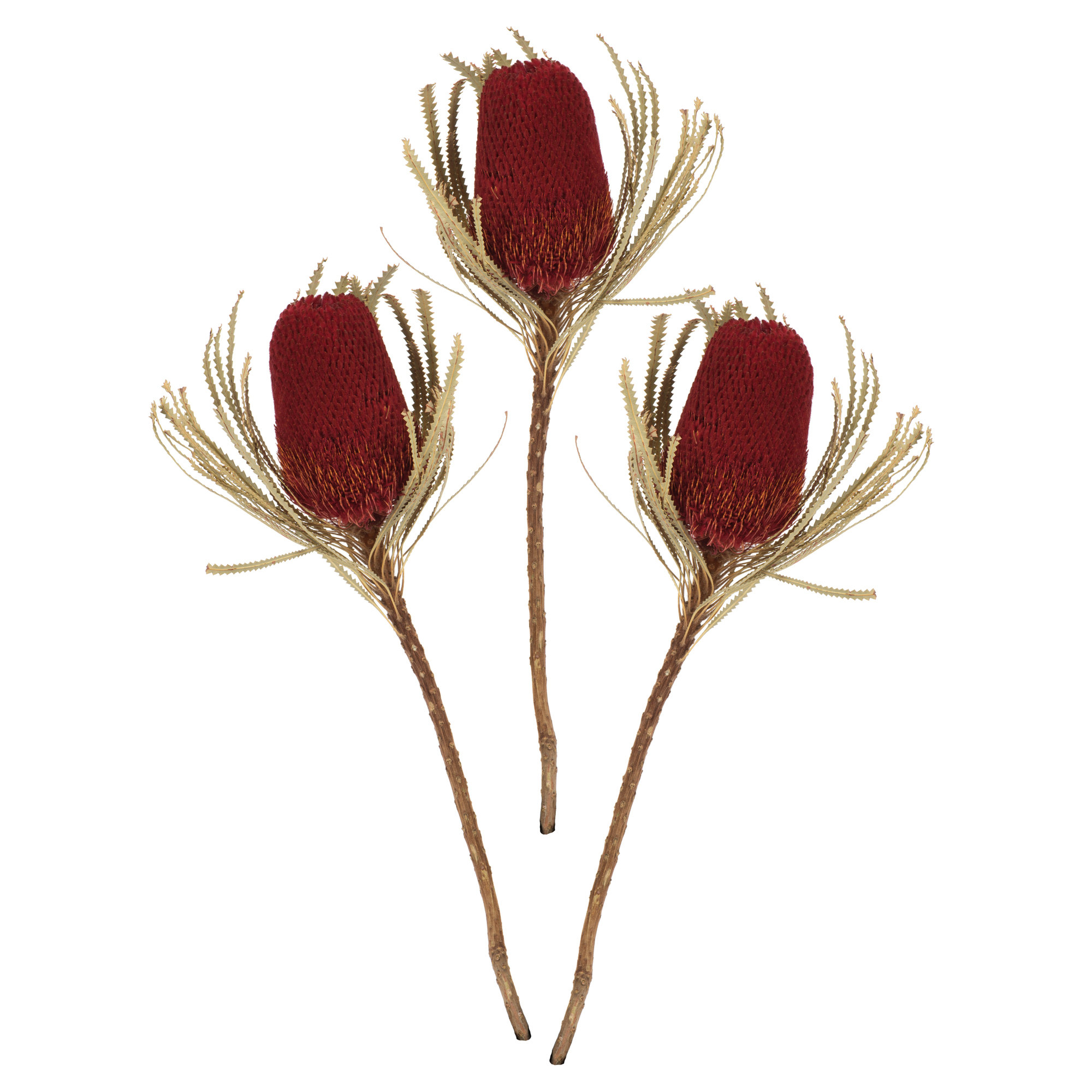 12" Jumbo Banksia Flower with Stem Dried, Red