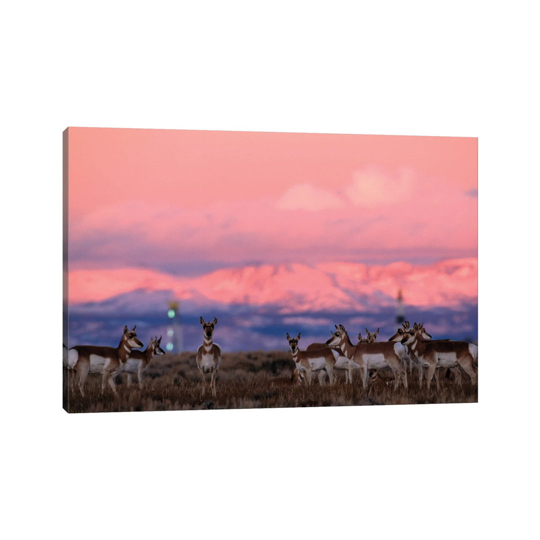 A Herd Of Pronghorns Graze Near Gas Drilling Rigs Sunset Near Pinedale, Wyoming von Joel Sartore - Gallery-Wrapped Canva...