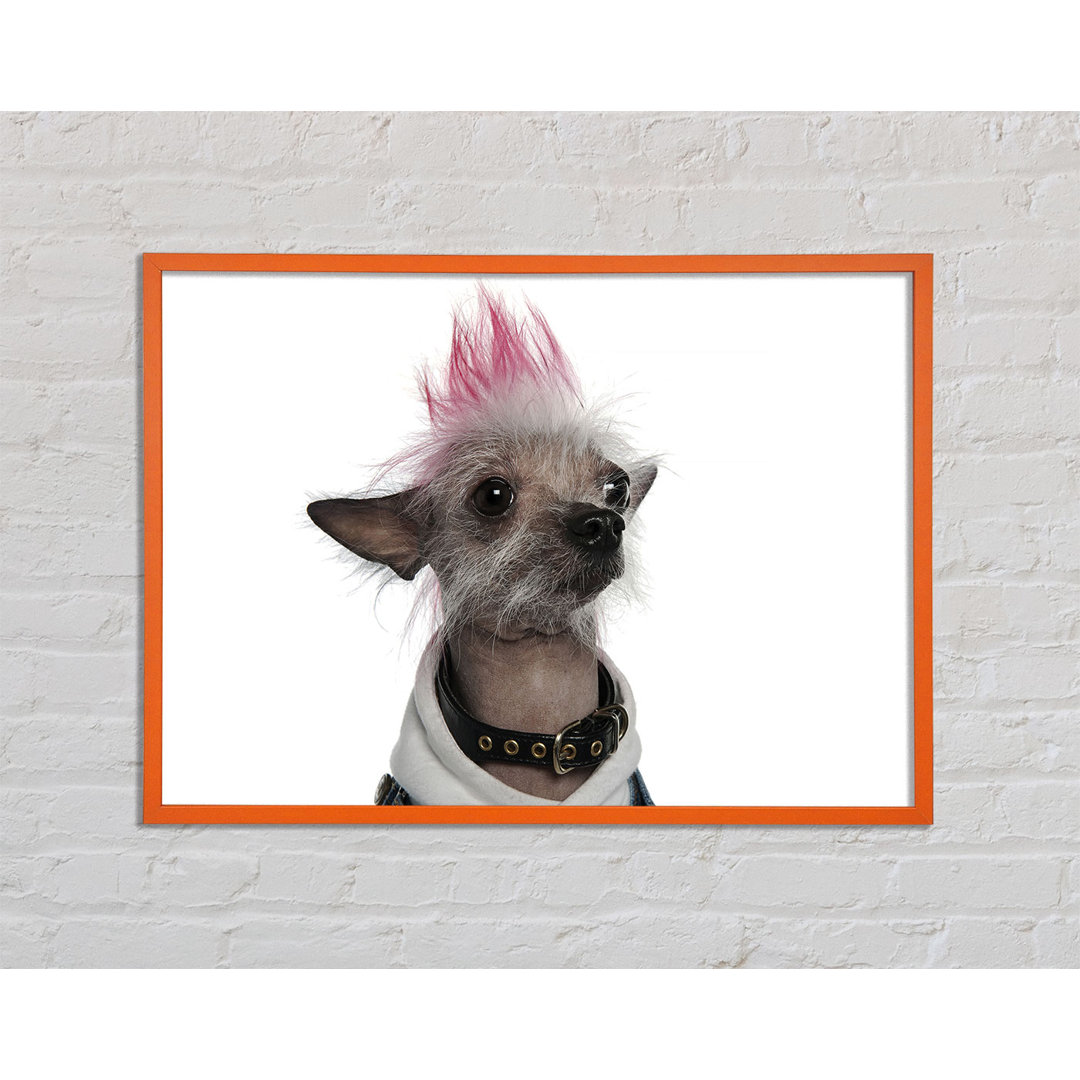 Fussell Chinese Crested Punk Dog - Einzelner Bilderrahmen Kunstdrucke