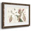 Amaryllis Varietals II-1115834292-1115834296
