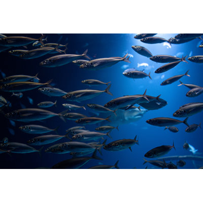 Large School Of Fish by FluxFactory - Wrapped Canvas Print