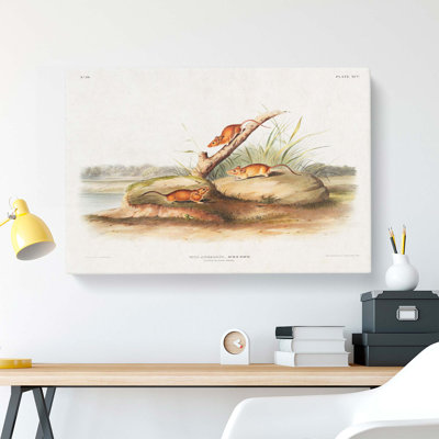 Orange Mice by J.W. Audubon - Wrapped Canvas Painting