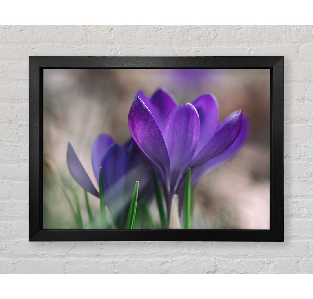 Purple Crocus Opening Up - Einzelner Bilderrahmen Kunstdrucke