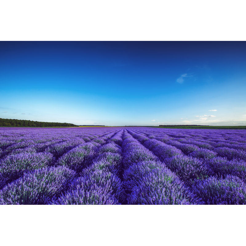 Kampen Lavender field in Provence 1 Piece Wrapped Canvas Wall Art, 61cm H x 91cm W x 3.8cm D