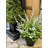 Artificial Lavender In Plastic Pot 23 Inch-114139753