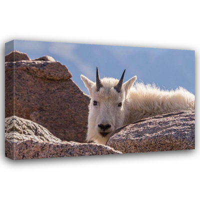 Loon Peak® Jaynes Gallery Gallery Wrapped Canvas Art: CO, Mt Evans Young mountain goat and rocks