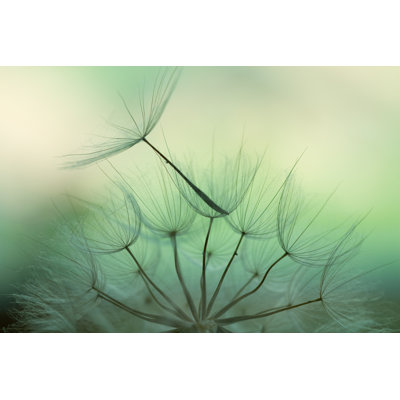 Dandelion Seed by Jasmina007