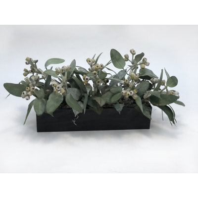 Plante dépolie eucalyptus dans un pot de fleurs