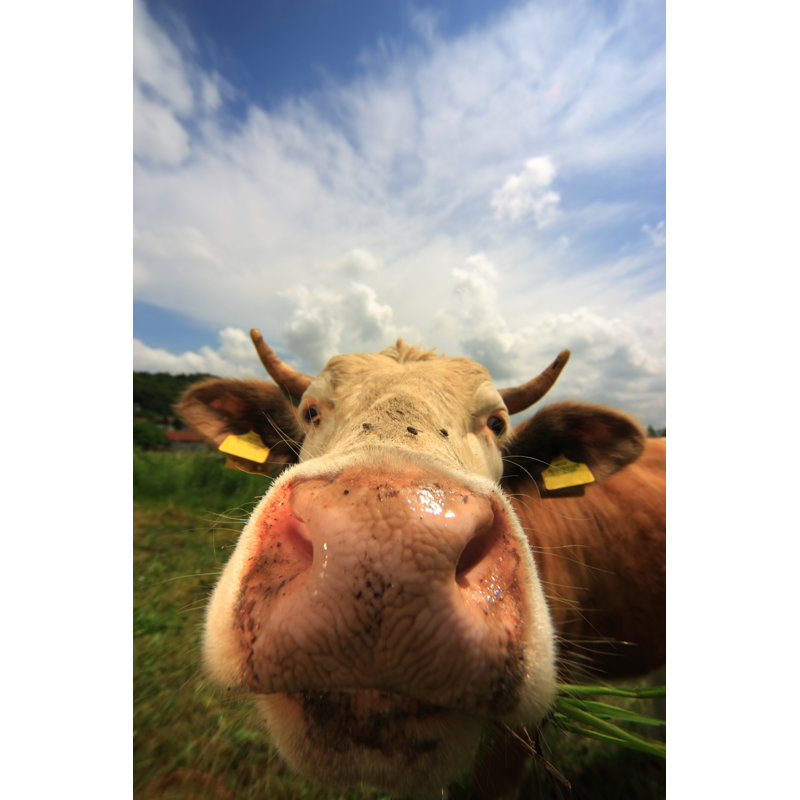 Portrait de vache Addilyne par Gasperfurman, H 48 po x l 32 po