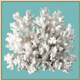 Coral Aqua 12' Framed Photographic Print