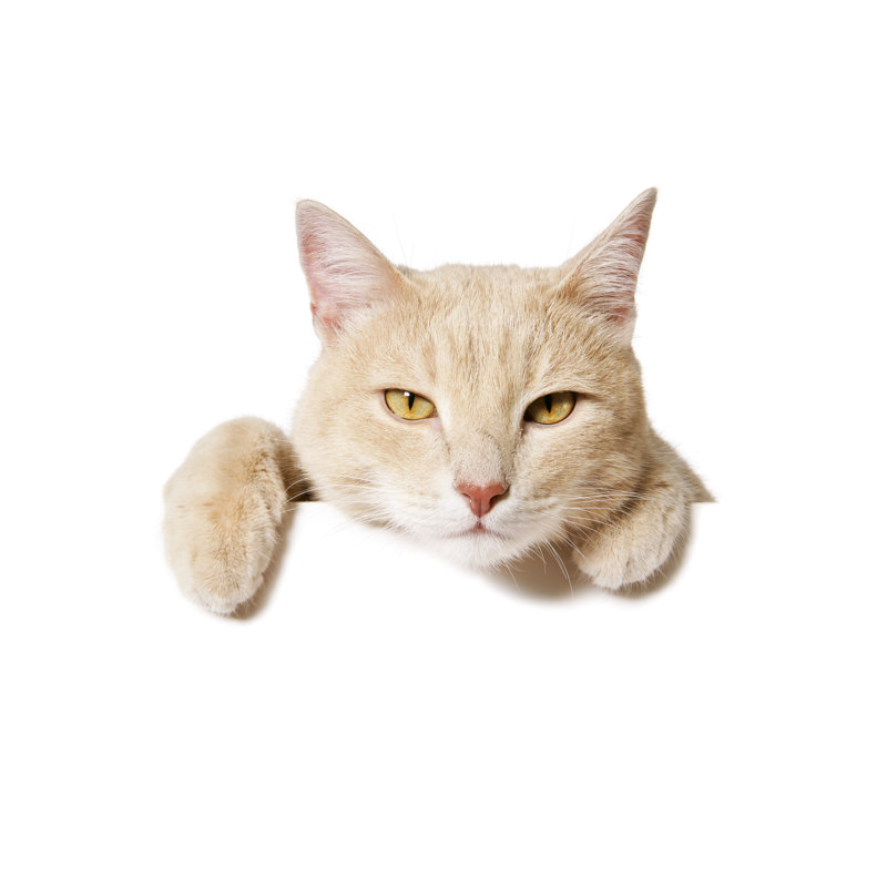 Blank Sign - Cat by Viorika - No Frame Print on Canvas, 61cm H x 91cm W