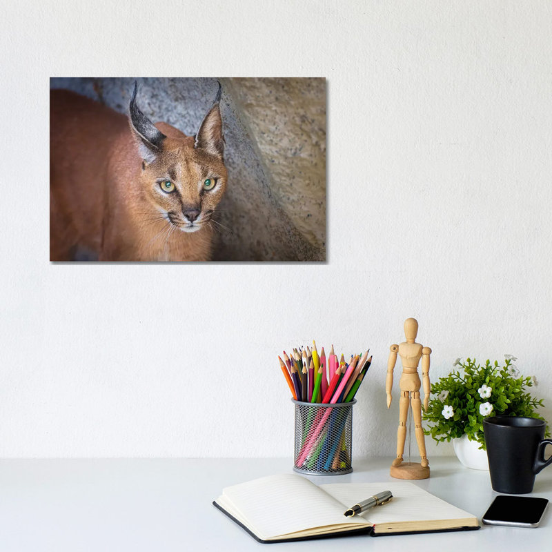 Caracal Portrait by Jeffrey C. Sink - Wrapped Canvas Print, 20.32 cm H x 30.48 cm W