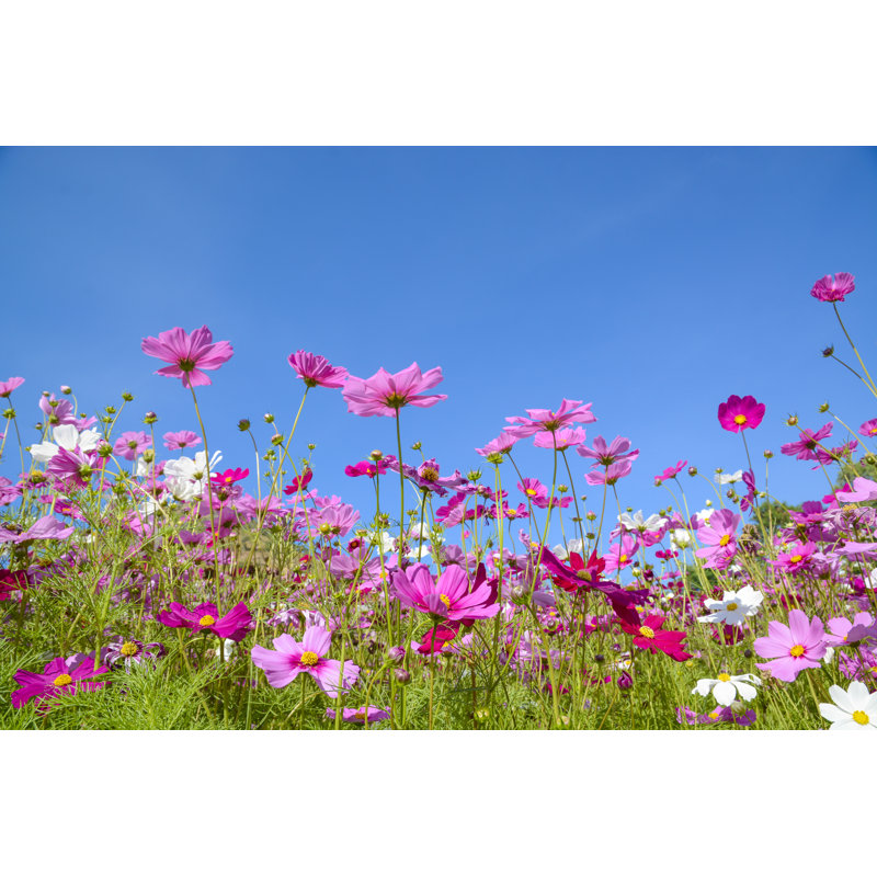 Fleurs de cosmos avec le ciel bleu, H 12 po x l 18 po