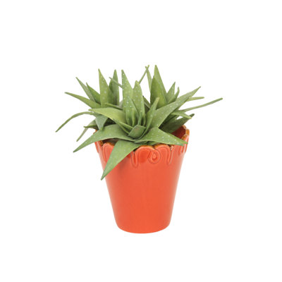 Succulent in Orange Planter