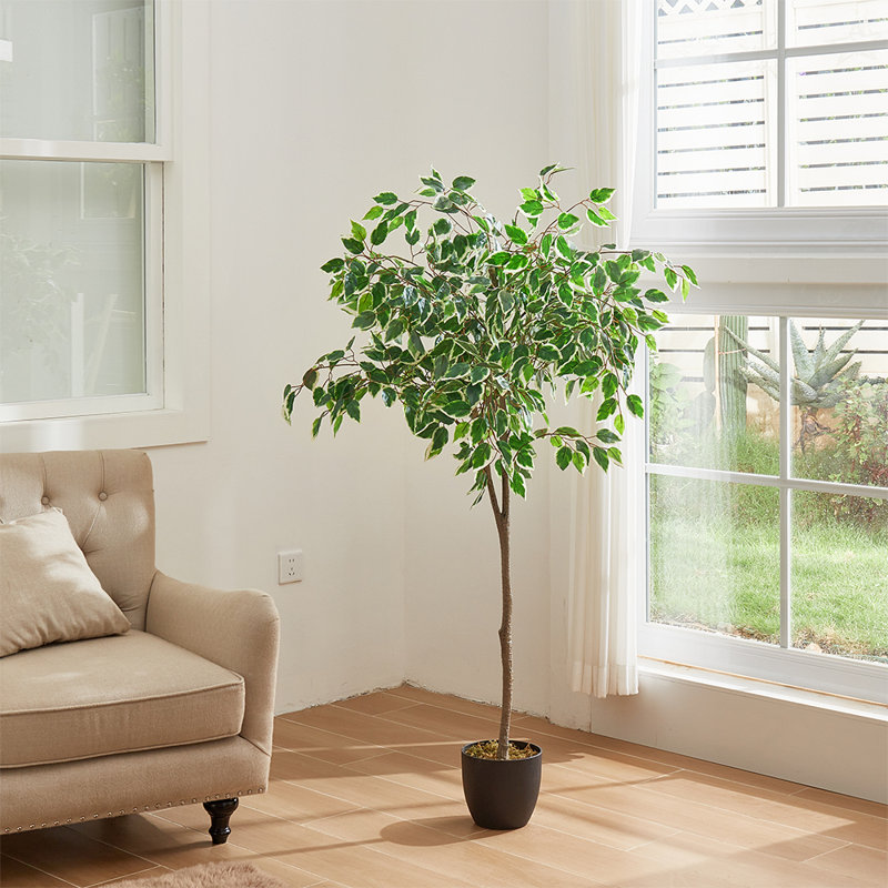 Artificial White-Edge Ficus in Premium Fabric