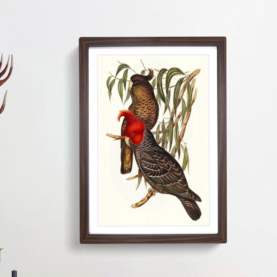 Gang-Gang Cockatoos by Elizabeth Gould - Framed Print
