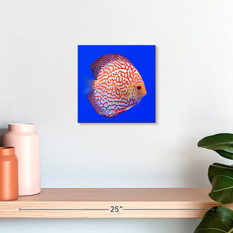 Brampt Exotic Discus Fish, 10'' H x 10'' W