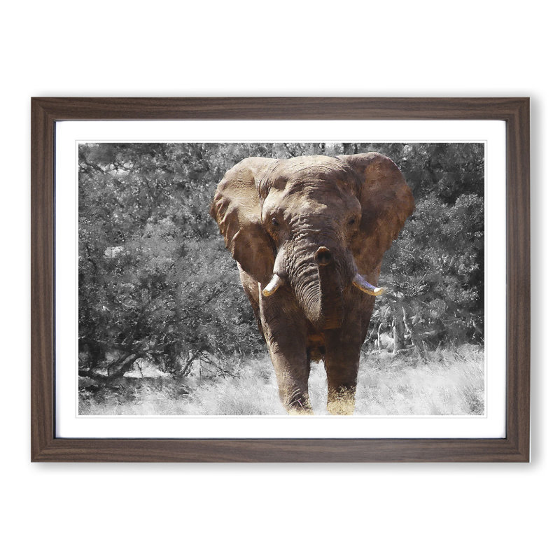 Elephant Vol.1 - Picture Frame Graphic Art, Walnut Framed, 36cm H x 48cm W x 2cm D