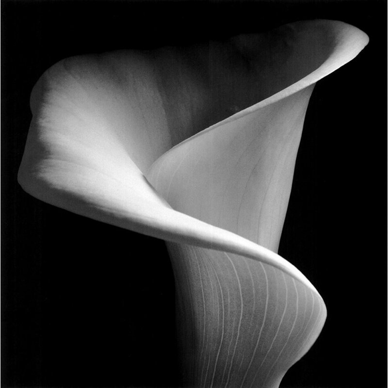Lis Calla, H 20 po x l 20 po