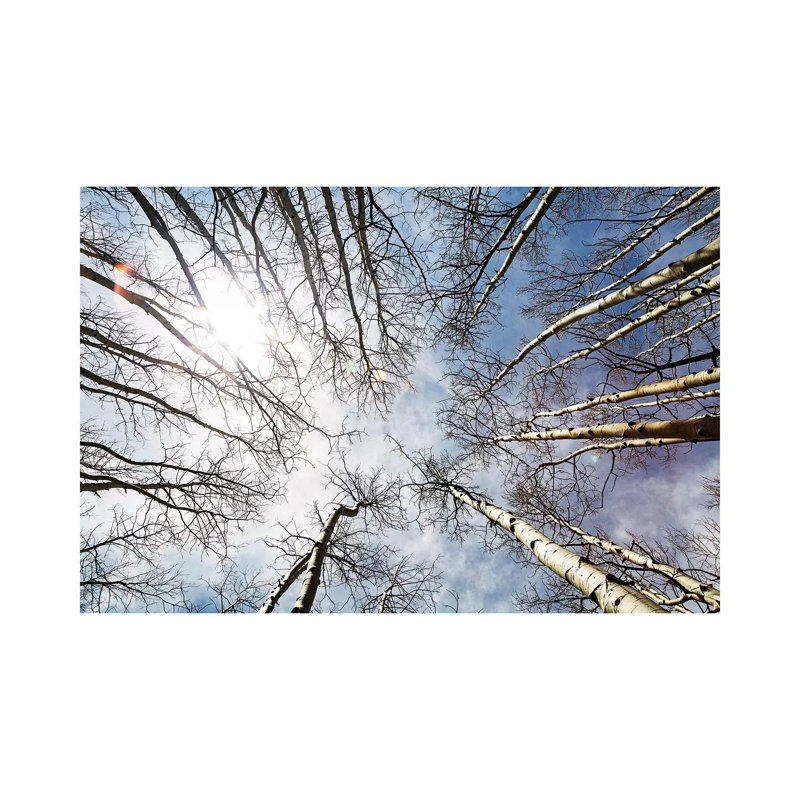 Looking Up On Tall Birch Trees by Susan Schmitz - Wrapped Canvas Gallery-Wrapped Canvas Giclée, 20.32 cm H x 30.48 cm W