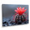 Cactus rouge et vert, gouttes de pluie, art mural cactus floral