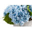 Ryann Realtouch Hydrangea Arrangement-722219266
