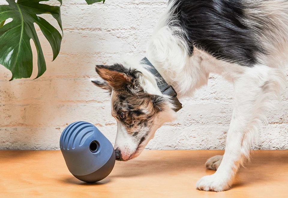 Dog and Cat Bowls, Feeders & Accessories