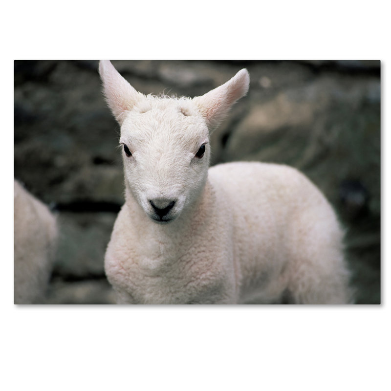 Ann «Lamb», reproduction de photo sur toile tendue, H 12 po x l 19 po