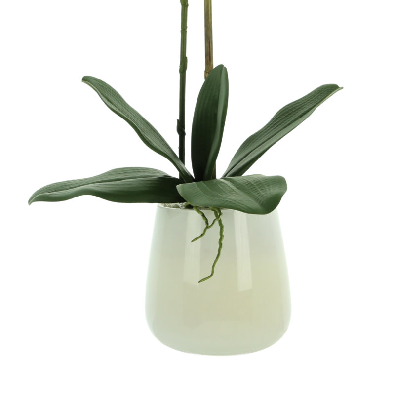 Phalaenopsis Orchid Floral Arrangement in Pot, Green