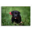 «Black Lab Pup 10» par Jonathan Ross-417615988