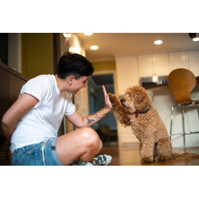 Woman Training Her Puppy by Spiderplay