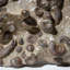 Genuine Natural Fossilized Ammonite Cluster (4.5 Lbs)