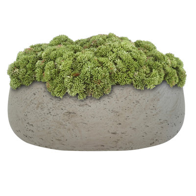 Sedum disposée en pot de fibres