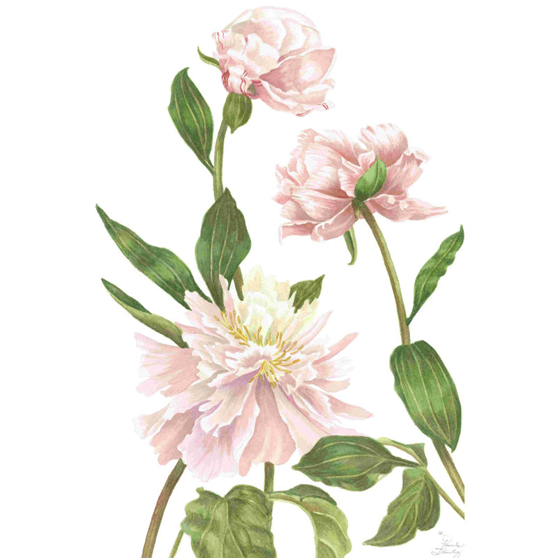 Pivoine III, H 12 po x l 8 po