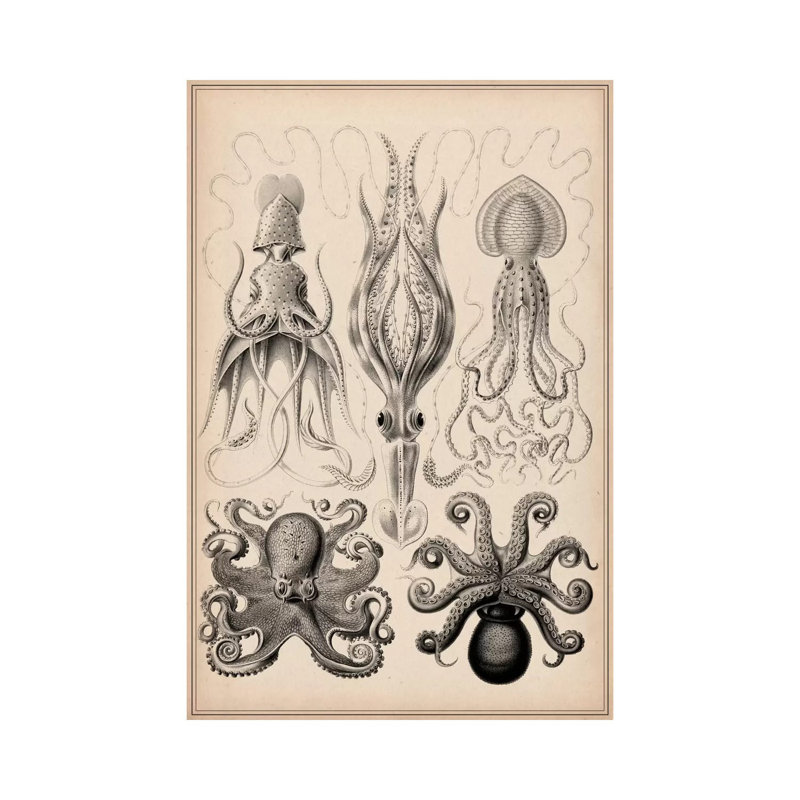 Cephalopod (Gamochonia) by Unknown Artist - Wrapped Canvas Print, 101.6 cm H x 66.04 cm W x 3.175 cm D