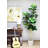 Faux Fiddle Leaf Fig Tree in Pot Liner-1434143621