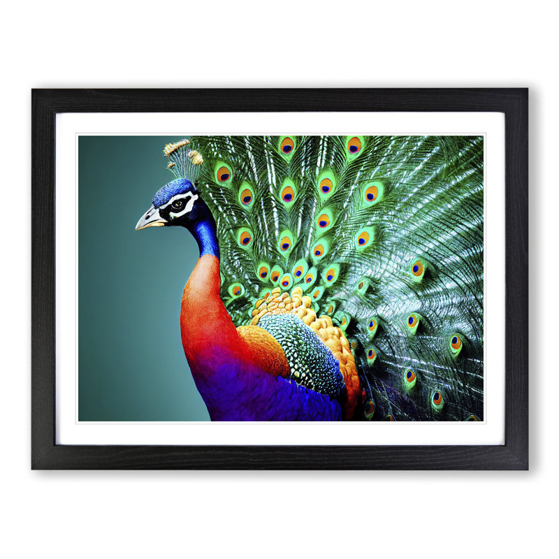 Blossoming Peacock - Single Picture Frame Print, Black Framed, 25cm H x 34cm W x 2cm D