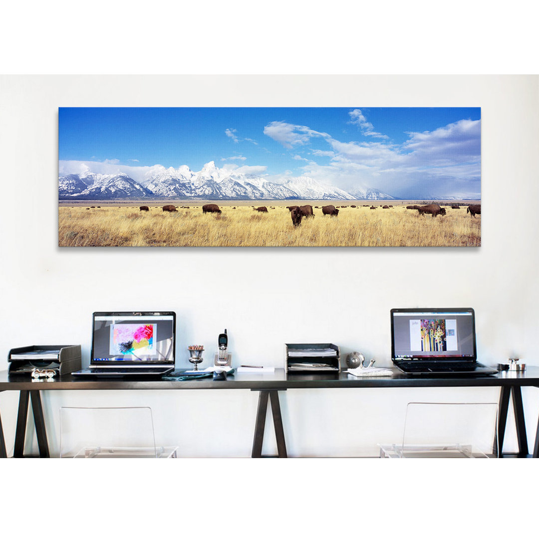 " Bison Herd, Grand Teton National Park, Wyoming, USA " by Panoramic Images Ebern Designs