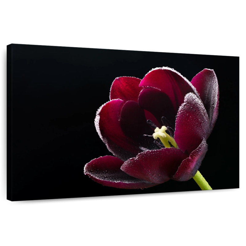 Harnek tulipe mauve noir Triumph, H 20 po x l 30 po