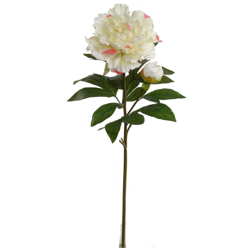 Tige de pivoine, Champagne, 12